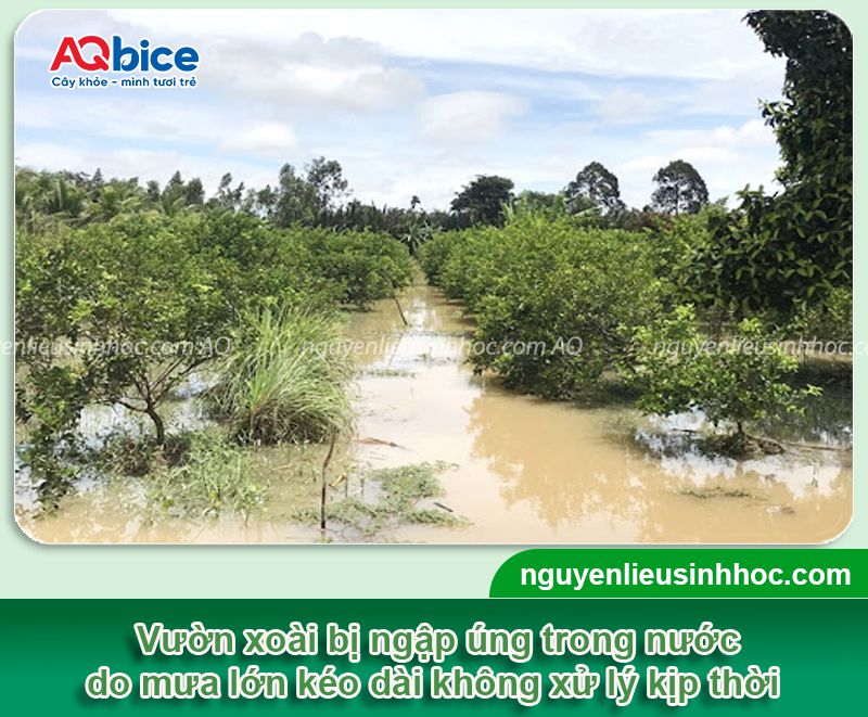 Cách "cứu" cây xoài bị úng nước vào mùa mưa 1 Khắc phục xoài bị úng nước thối rễ ở giai đoạn mùa mưa