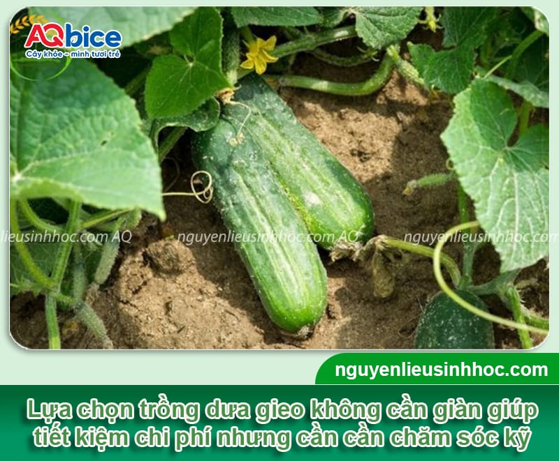 Trồng dưa leo không cần giàn: Giống gì phù hợp và cách chăm