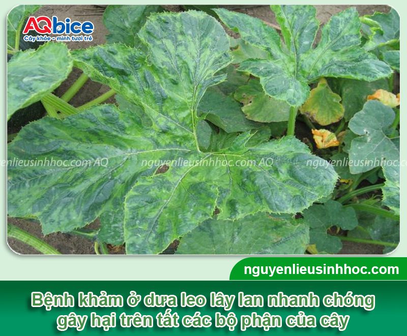Bệnh khảm trên dưa leo: Nguyên nhân, biểu hiện ban đầu 3 Bệnh khảm trên dưa leo: Nguyên nhân, biểu hiện ban đầu