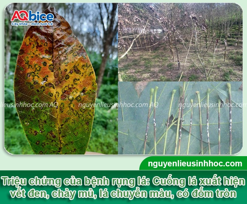 Cách điều trị bệnh rụng lá mùa mưa trên cây cao su dứt điểm 3 Cách điều trị bệnh rụng lá mùa mưa trên cây cao su dứt điểm