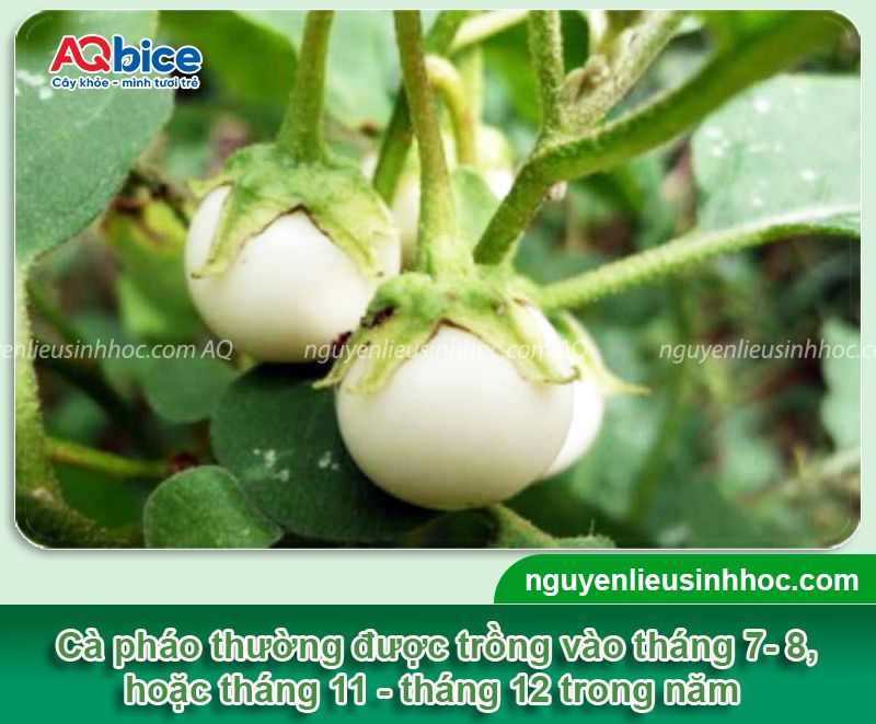 Cách trồng cà pháo bằng hạt đơn giản tại nhà nhanh cho trái