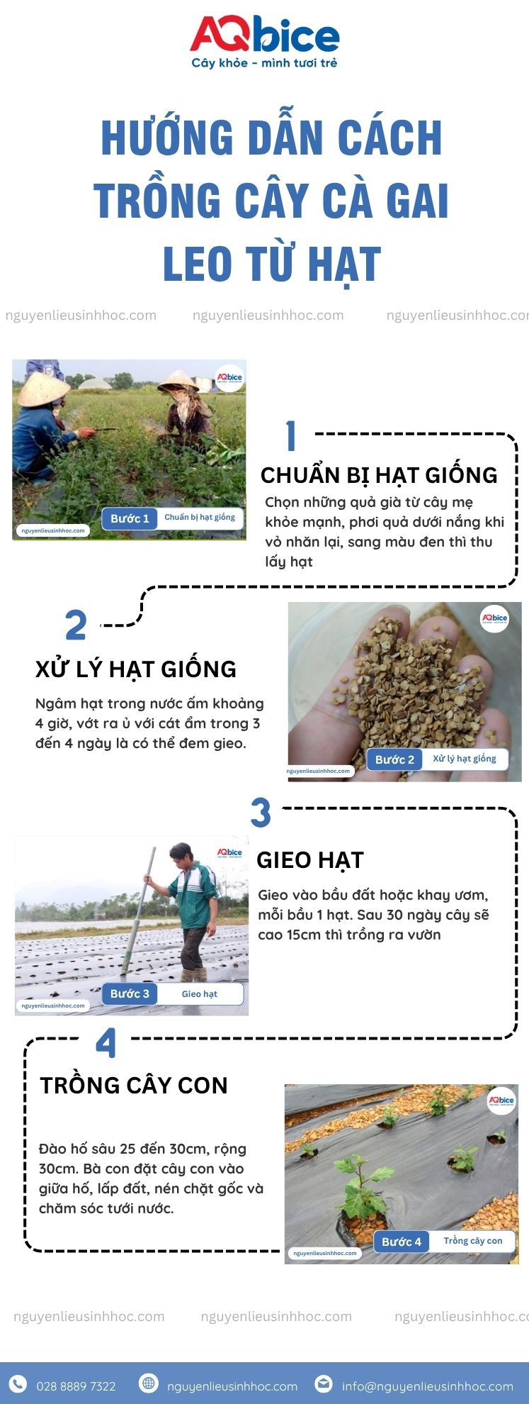 Cách trồng cây cà gai leo đơn giản, cho năng suất cao 3 Cách trồng cây cà gai leo năng suất cao, thu hái làm dược liệu