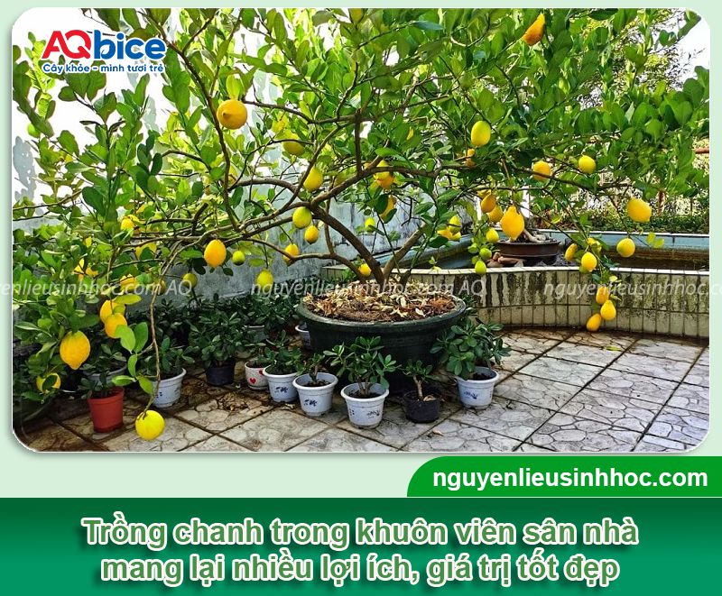 Trồng cây chanh trước nhà có tốt không? Vị trí phù hợp 2 Trồng cây chanh trước nhà có tốt không? Vị trí phù hợp