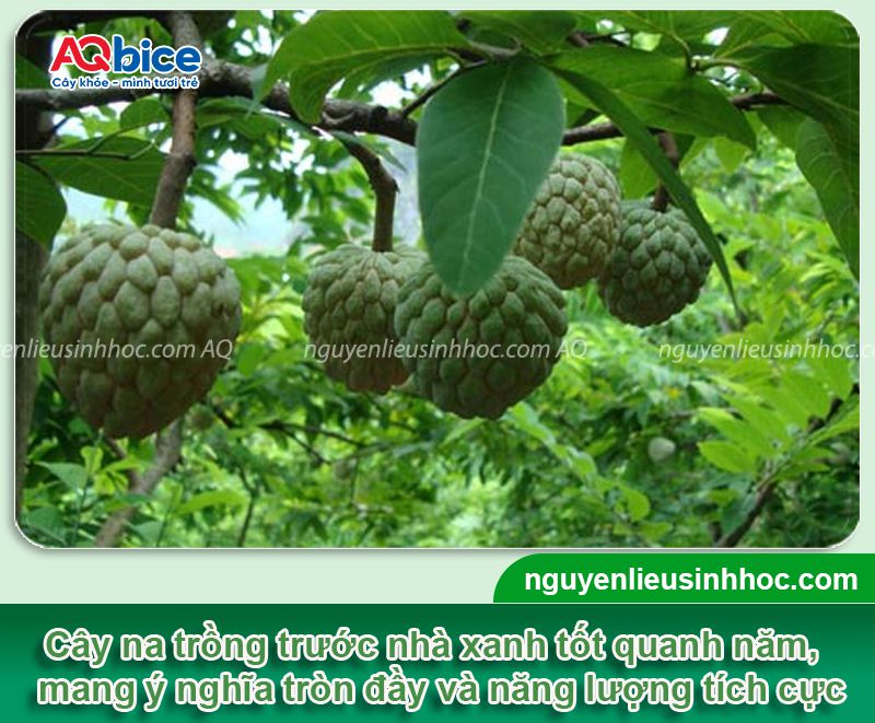 Trồng cây na trước nhà có tốt không? Ý nghĩa phong thủy 2 Trồng cây na trước nhà có tốt không? Ý nghĩa phong thủy