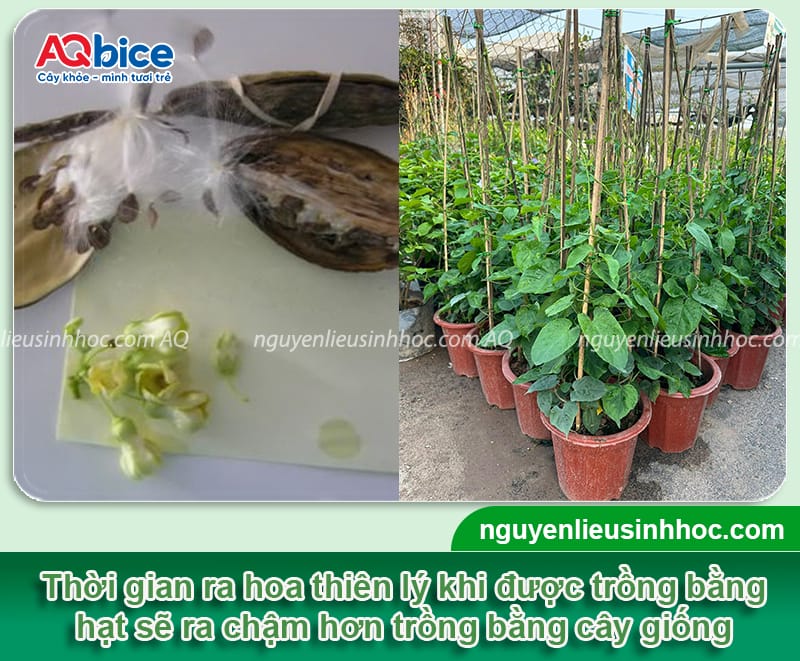Trồng hoa thiên lý bao lâu thì ra hoa: Mẹo chăm hoa ra nhiều 4 Trồng hoa thiên lý bao lâu thì ra hoa? Cách chăm hoa ra đều
