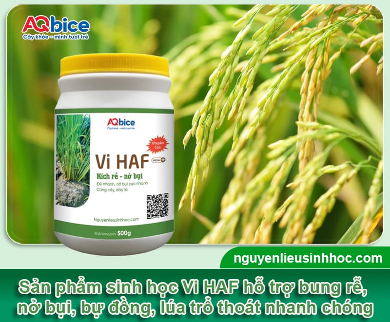 Lúa cong trái me: Cách chăm sóc cho năng suất bội thu 4 Lúa cong trái me: Cách chăm sóc cho năng suất bội thu