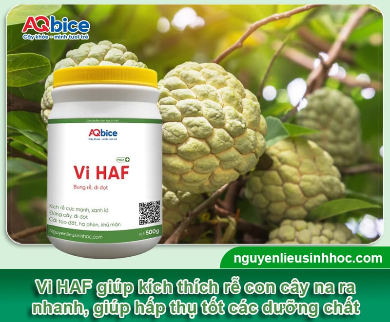 Cách cắt tỉa cành na: Bí quyết cho vụ mùa được bội thu 5 Cách cắt tỉa cành na: Bí quyết cho vụ mùa được bội thu