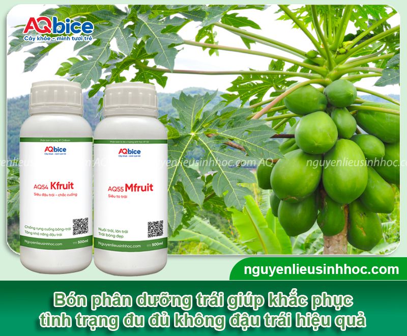 Đu đủ trồng mấy tháng có trái? Cách dưỡng cây sai trĩu quả 4 Đu đủ trồng mấy tháng có trái? Dưỡng cây sai trĩu quả