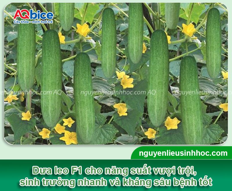 Kỹ thuật trồng dưa leo F1 và chăm sóc cho năng suất cao 2 Kỹ thuật trồng dưa leo F1 và chăm sóc cho năng suất cao