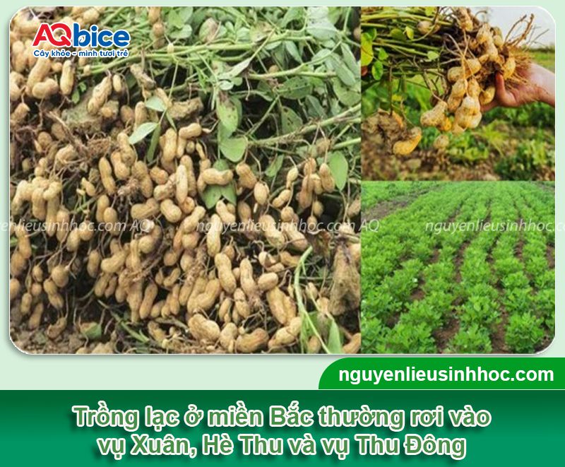 Thời vụ trồng lạc ở miền Bắc cho thu sớm, năng suất cao 2 Thời vụ trồng lạc ở miền Bắc cho củ to, năng suất cao