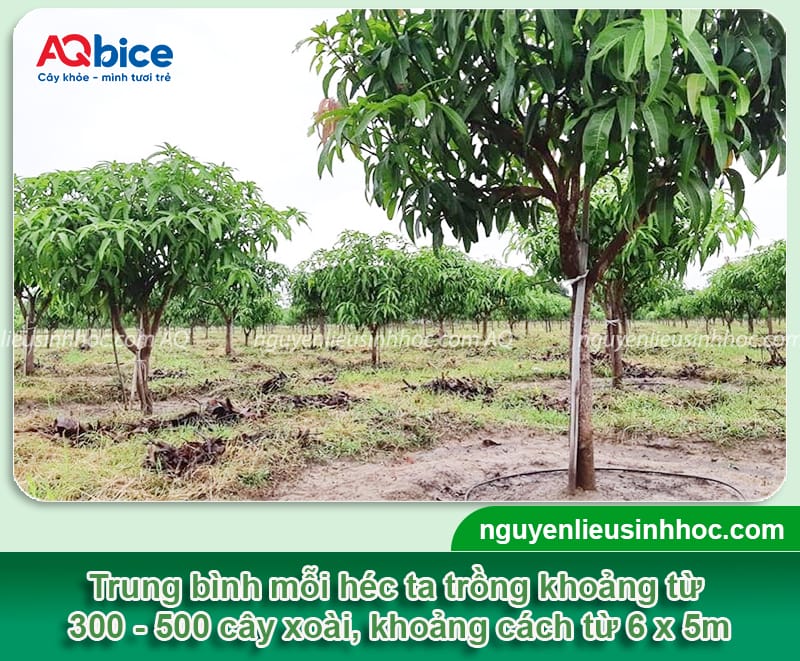 1 ha trồng được bao nhiêu cây xoài? Khoảng cách trồng 2 1 ha trồng được bao nhiêu cây xoài phù hợp với từng mục tiêu