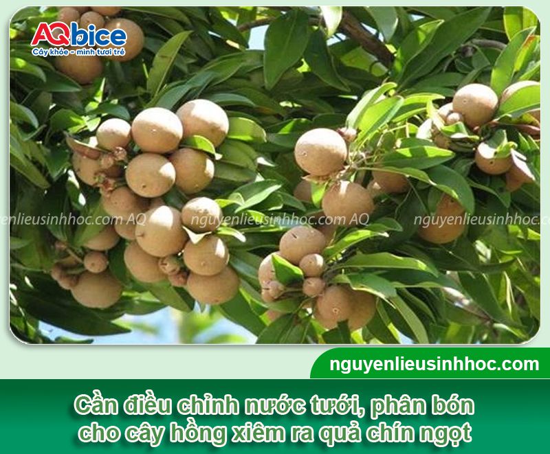 Cách làm cho cây hồng xiêm ra quả ngọt, chống rụng trái non
