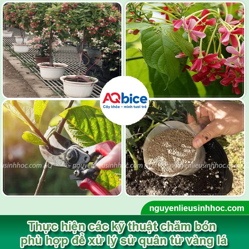 Cây sử quân tử bị vàng lá do nguyên nhân nào? Cách xử lý
