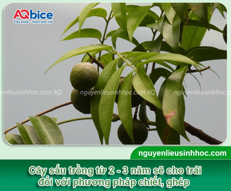 Cây sấu trồng bao lâu thì có quả? Cách chăm trái ra nhiều 2 Cây sấu trồng bao lâu thì có quả? Cách chăm trái ra nhiều