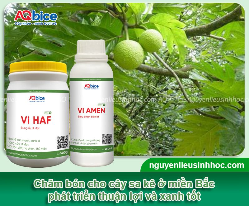 Cây sake có trồng được ở miền Bắc không? Cách chăm sóc