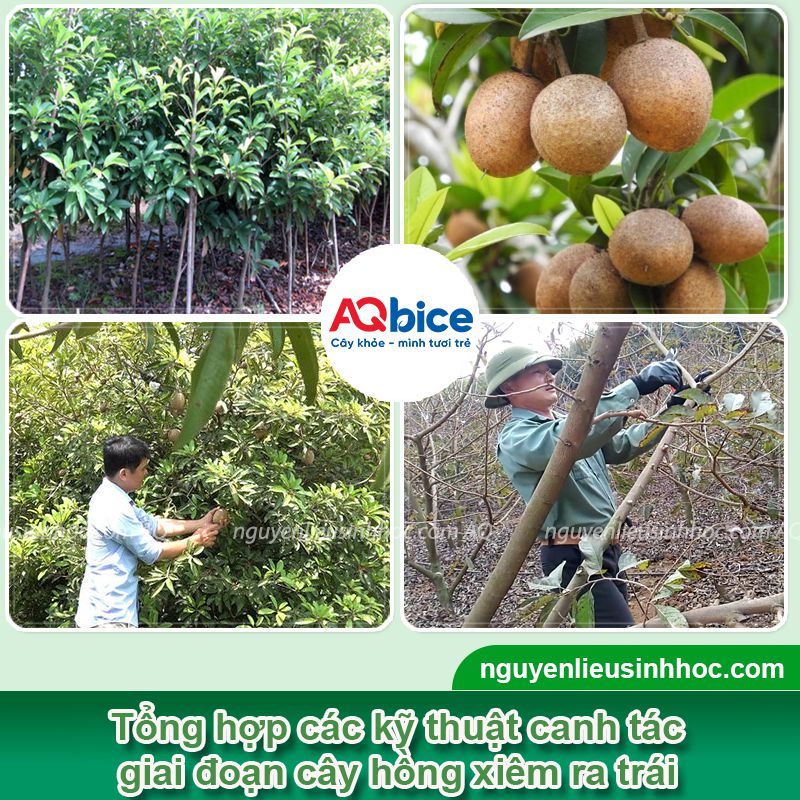 Cách làm cho cây hồng xiêm ra quả ngọt, chống rụng trái non
