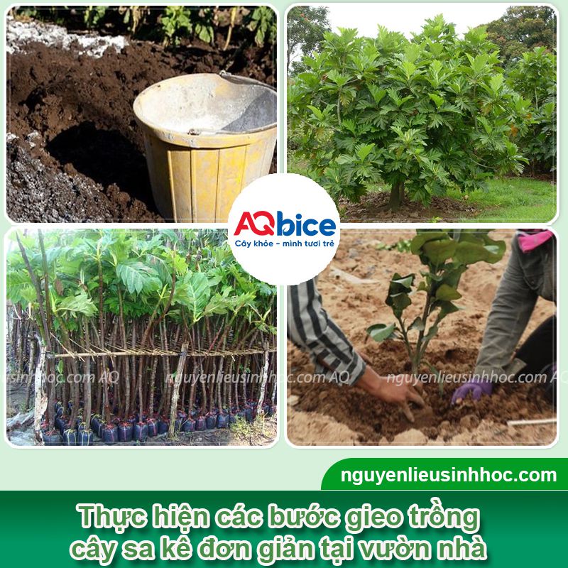 Cây sake có trồng được ở miền Bắc không? Cách chăm sóc