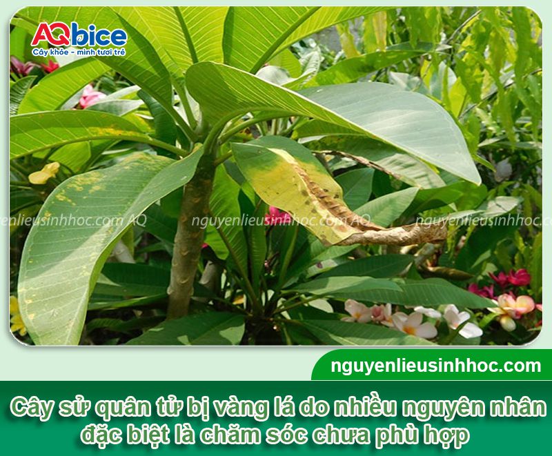 Cây sử quân tử bị vàng lá do nguyên nhân nào? Cách xử lý