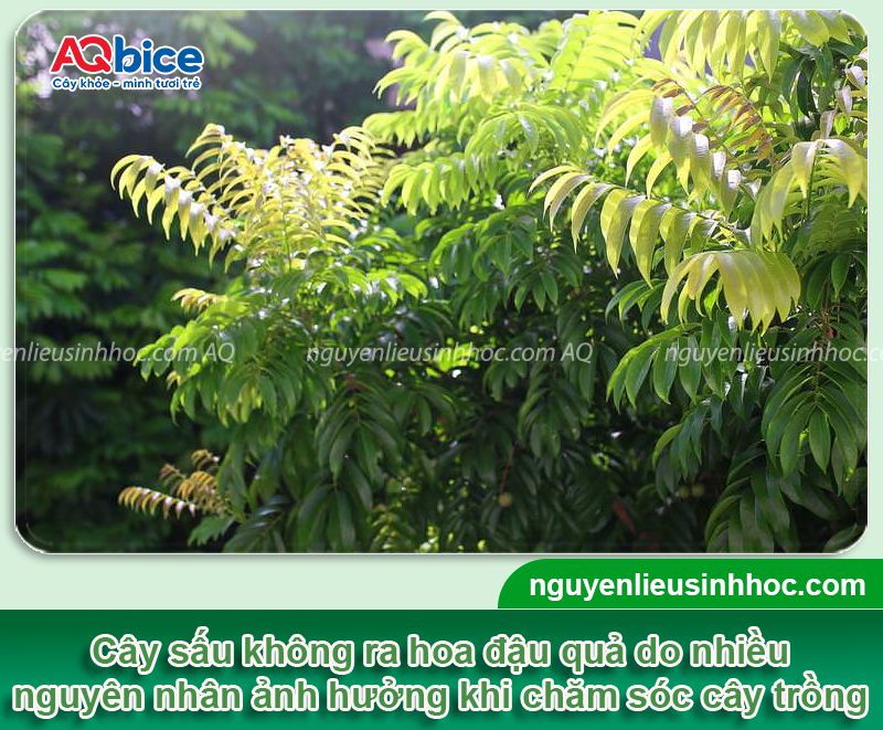 Cây sấu trồng bao lâu thì có quả? Cách chăm trái ra nhiều 3 Cây sấu trồng bao lâu thì có quả? Cách chăm trái ra nhiều