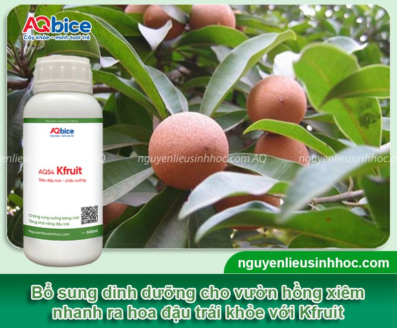 Cách làm cho cây hồng xiêm ra quả ngọt, chống rụng trái non