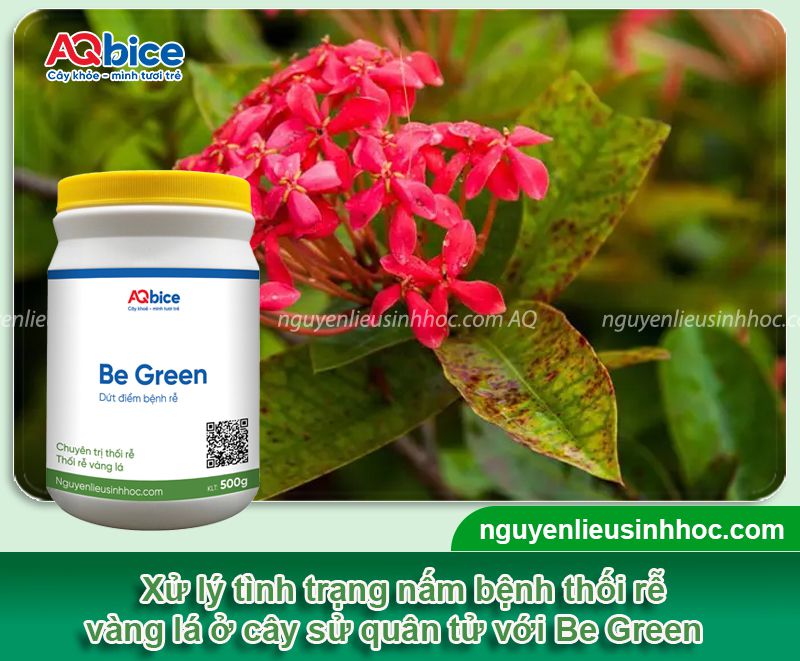 Cây sử quân tử bị vàng lá do nguyên nhân nào? Cách xử lý