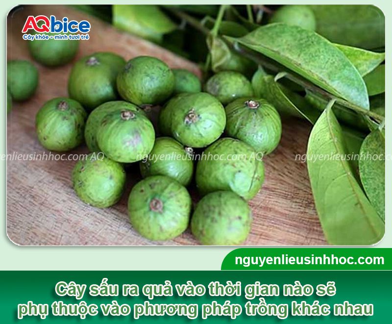 Cây sấu trồng bao lâu thì có quả? Cách chăm trái ra nhiều