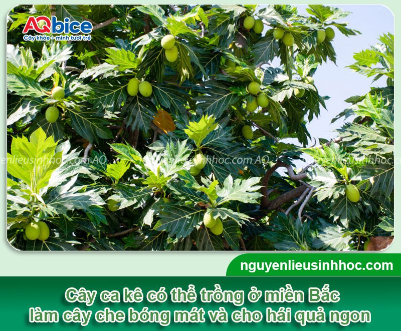 Cây sake có trồng được ở miền Bắc không? Cách chăm sóc