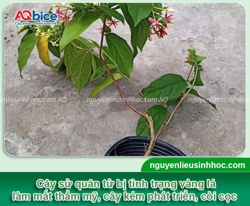 Cây sử quân tử bị vàng lá do nguyên nhân nào? Cách xử lý