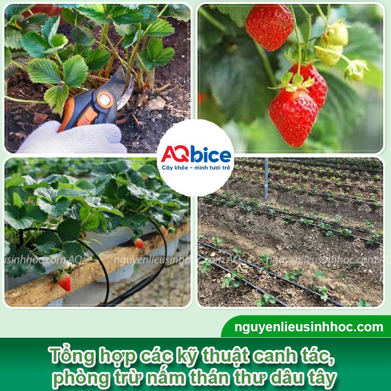 Bệnh thán thư trên dâu tây: Dấu hiệu và Cách xử lý 3 Bệnh thán thư trên dâu tây: Nguyên nhân, biểu hiện và xử lý