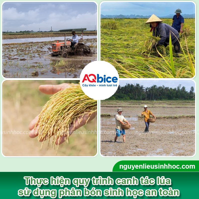 Canh tác lúa sinh học: Mô hình bền vững, hiệu quả, an toàn