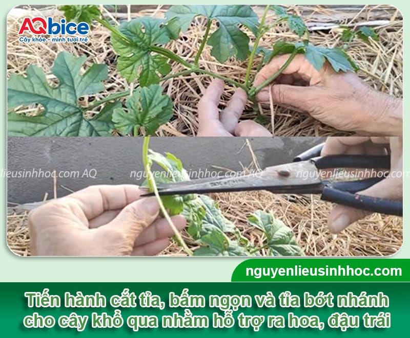 Cách trồng cây khổ qua trong thùng xốp quả sai trĩu giàn 5 Cách trồng cây khổ qua trong thùng xốp quả sai trĩu giàn