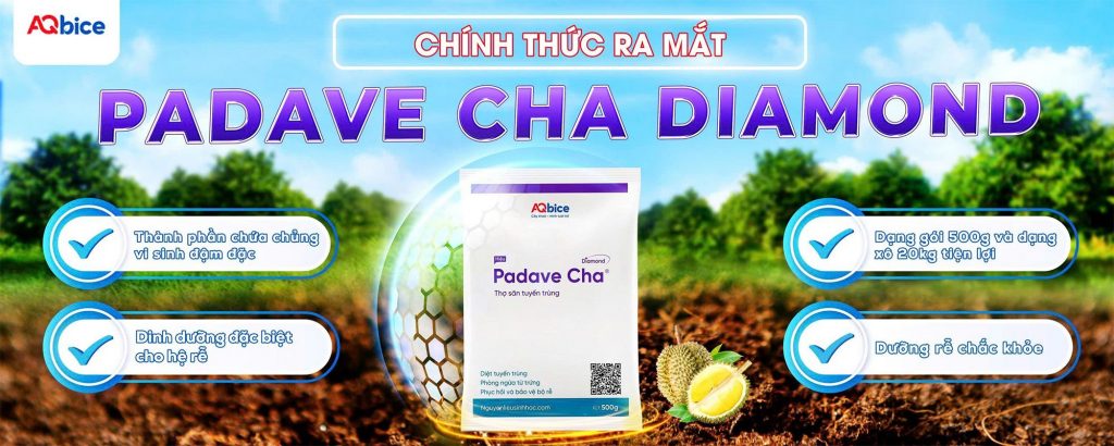 banner padave cha diamond