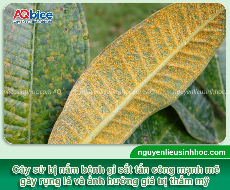Thuốc trị nấm cho cây sứ dứt điểm, không tái phát lại 3 Thuốc trị nấm cho cây sứ an toàn, hiệu quả vượt trội