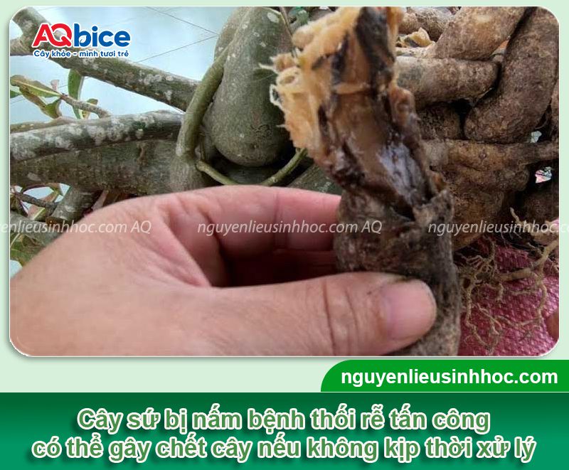 Thuốc trị nấm cho cây sứ dứt điểm, không tái phát lại 2 Thuốc trị nấm cho cây sứ an toàn, hiệu quả vượt trội