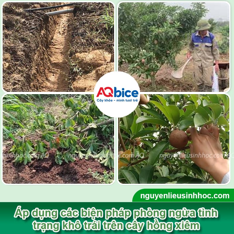 Phòng trừ bệnh khô quả trên cây hồng xiêm, trái lớn đồng đều 3 Phòng trừ bệnh khô quả trên cây hồng xiêm, trái lớn đồng đều