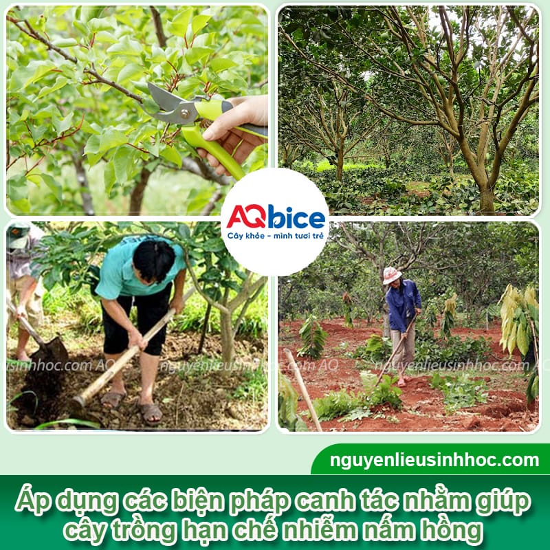 Thuốc đặc trị nấm hồng: Chìa khóa bảo vệ vụ mùa được bội thu 4 Thuốc đặc trị nấm hồng trên cây: Cách chọn và dùng hiệu quả