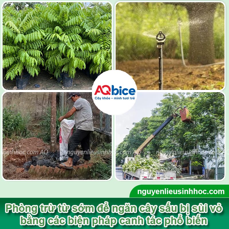 Nguyên nhân cây sấu bị sùi vỏ và cách phòng trừ an toàn