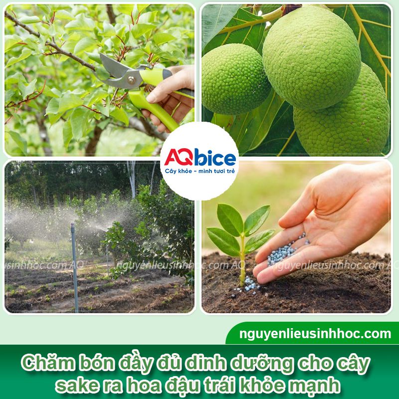 Cây sa kê bị rụng trái: Nguyên nhân, khắc phục hiệu quả