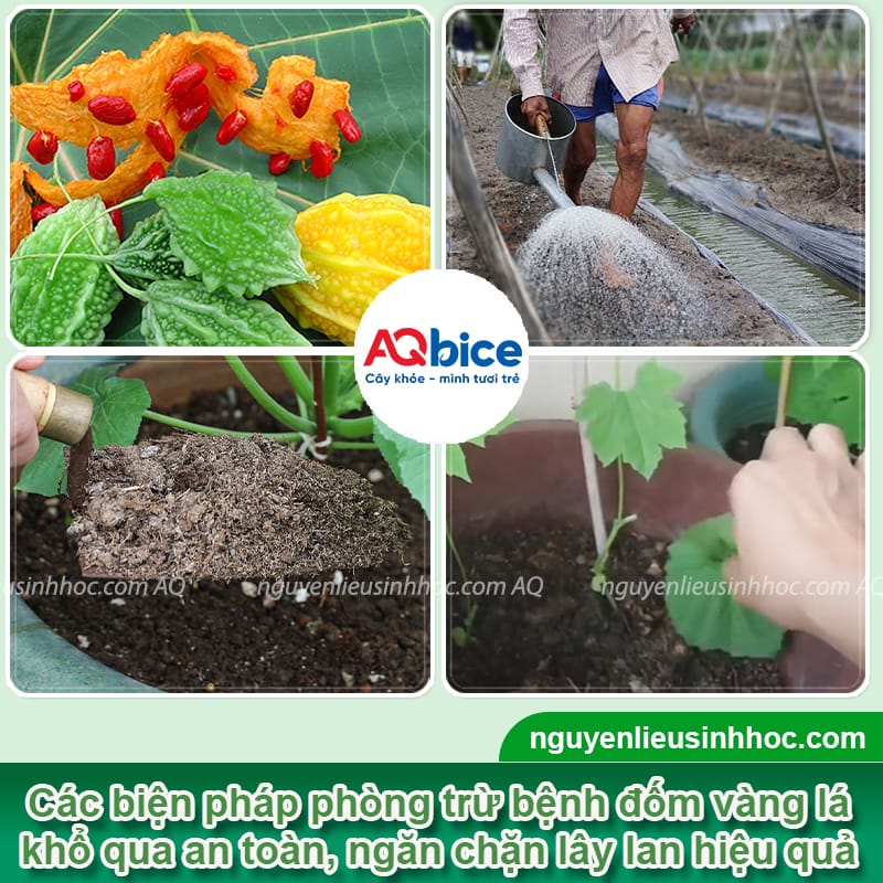 Nhận biết lá khổ qua bị đốm vàng và Cách xử lý 4 Nhận biết lá khổ qua bị đốm vàng và phương pháp điều trị