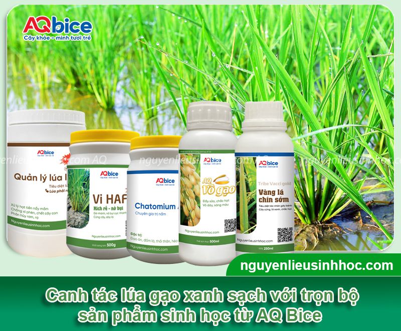 Canh tác lúa sinh học: Mô hình bền vững, hiệu quả, an toàn
