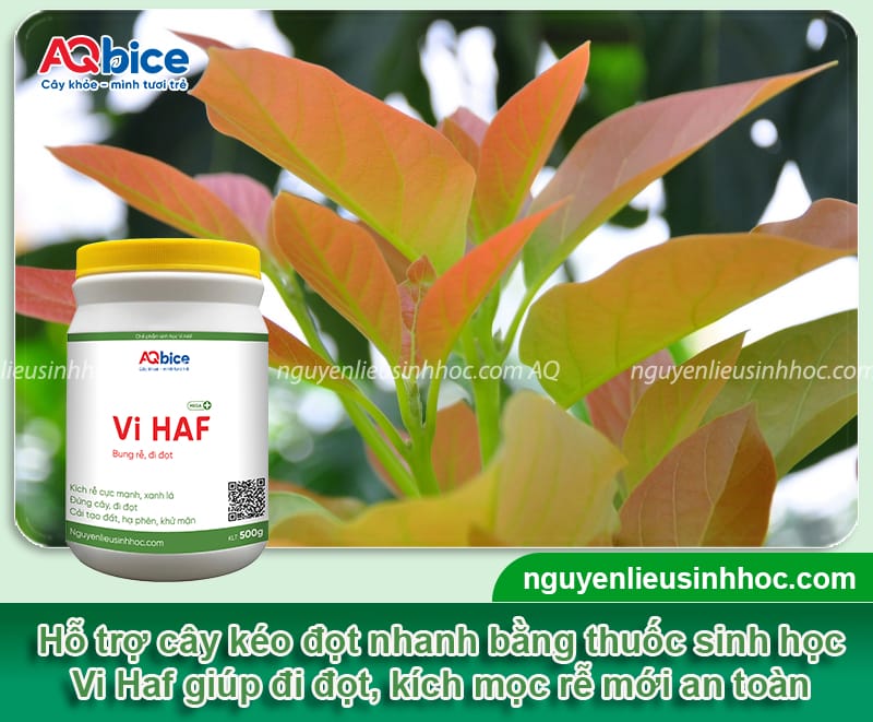 Kéo đọt bơ để hoa ra đều: Cách thực hiện và lưu ý quan trọng