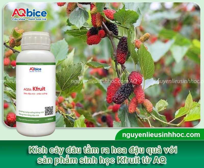 Cách làm cho cây dâu tằm ra trái đúng mùa, chống rụng non