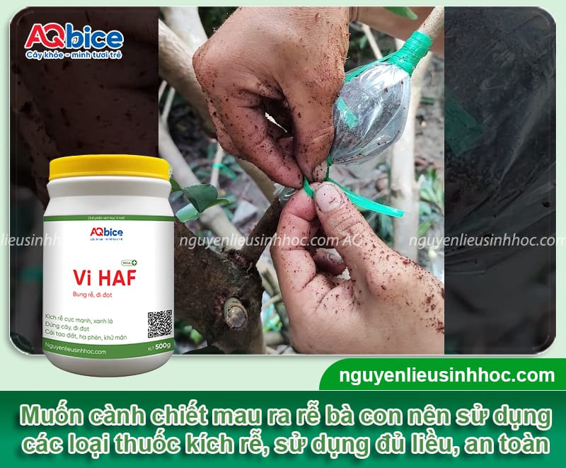 Hướng dẫn cách chiết cây hồng xiêm theo chi tiết từng bước 4 Hướng dẫn cách chiết cây hồng xiêm theo từng bước chi tiết