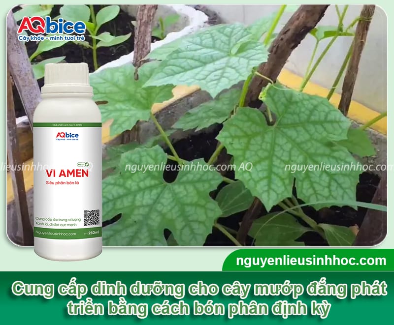 Cách trồng cây khổ qua trong thùng xốp quả sai trĩu giàn 4 Cách trồng cây khổ qua trong thùng xốp quả sai trĩu giàn