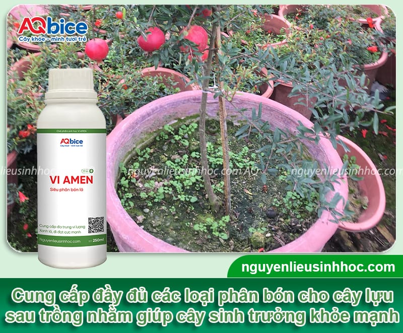 Trồng cây lựu trên sân thượng: Mẹo chăm trái ra xum xuê 4 Trồng cây lựu trên sân thượng: Mẹo chăm đúng để ra sai trái