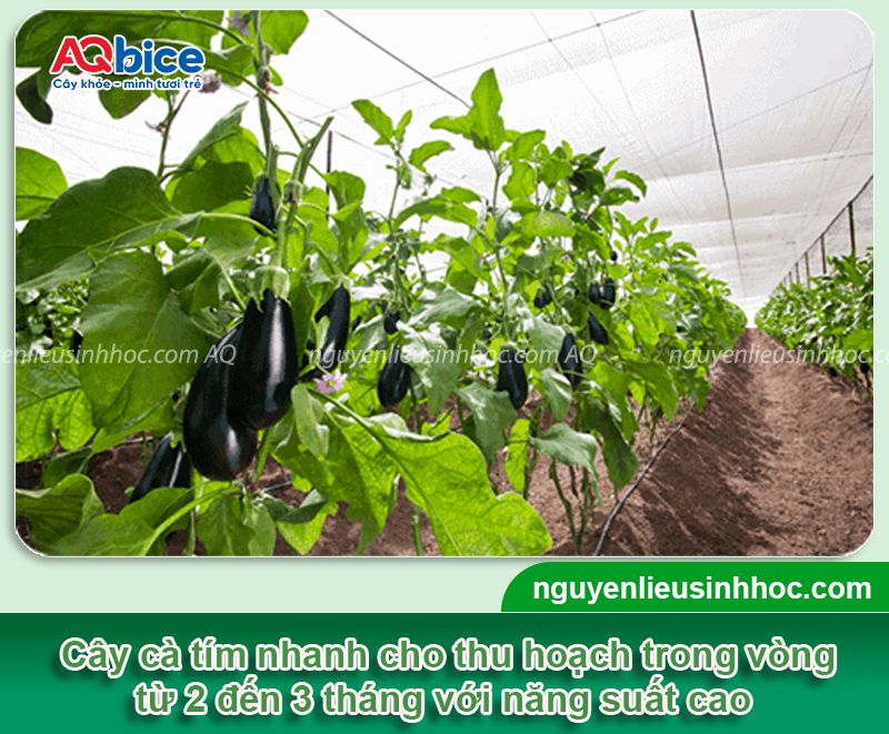 Trồng cà tím vào tháng mấy? Bao nhiêu ngày thu hoạch?