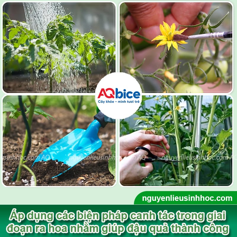 Cà chua không đậu trái là do đâu và Cách khắc phục 3 Cà chua không đậu trái là do đâu và cách xử lý hiệu quả