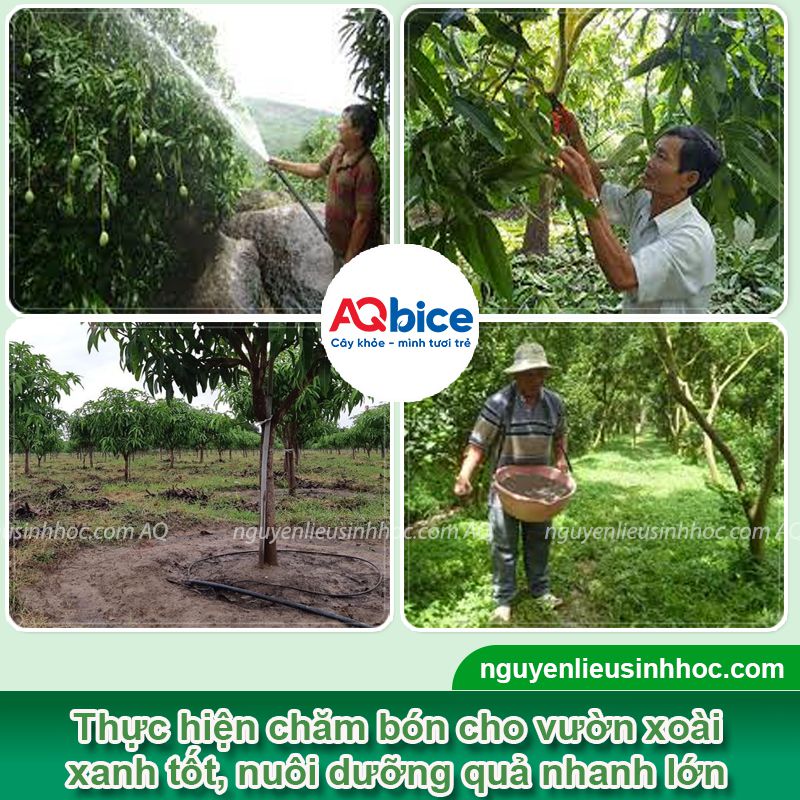 Cây xoài ra quả vào tháng mấy? Cách dưỡng quả ra sai trĩu 2 Cây xoài ra quả vào tháng mấy? Dưỡng quả chín, chống rụng non