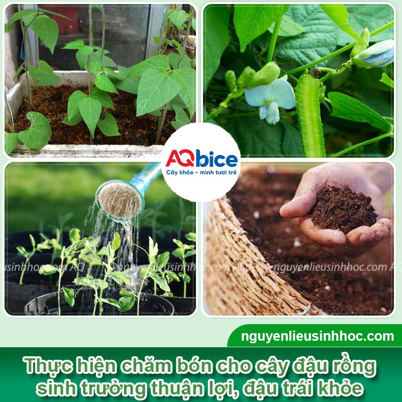 Đậu rồng không ra trái do đâu? Kích cây đậu trái xum xuê 3 Đậu rồng không ra trái do đâu? Kích cây đậu sai quả