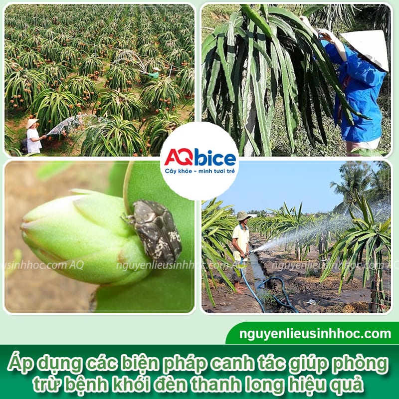 Khói đèn thanh long là bệnh gì? Cách nhận biết và phòng trừ 4 Khói đèn thanh long là bệnh gì? Cách nhận biết và phòng trừ